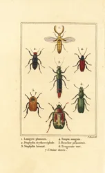 Escaravelho Lampyris, besouro rove beetle, Staphylinus erythropterus 2, Staphylinus espécie 3, Ampedus sanguineus 4, Silpha pedemonta 5, Temnoscheila virescens 6, e rose chafer, Cetonia aurata 7