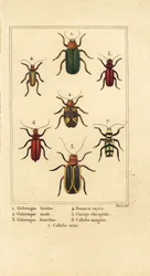 Escaravelhos das folhas, Galeruca espécie 1, Aulacophora analis 2, Cyclotrypema furcata 3, Donacia vittata 4, besouro de casca plana, Cucujus clavipes 5, Pyrrhidium sanguineum 6 e Chlorophorus varius 7