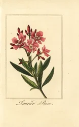 Oleandro, Laurier rosa, Nerium oleandro