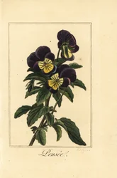 Pansy, pensee, Viola tricolor var