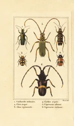 Escaravelho- mosca espanhol, Lytta vesicatoria 1, besouro das vespas, Clytus arietis 2, Altica equinoctialis 3, Clytra quadripunctata 4, besouro dos chifres longos, Chlorida festiva 5 e Trachyderes succinctus 6