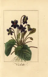 Violeta doce, Violette, Viola odorata