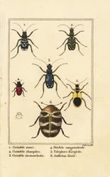 Escaravelhos-tigre, Cicindela sinuata 1, Cicindela campestris 2, Cicindela sexguttata 3, Nitidula sanguinolenta 4, escaravelho do tapete variado, Telephore flavipede 5, Anthrenus verbasci 6