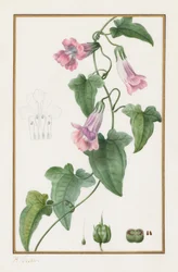 (Botânico: Maurándia semperflorens)