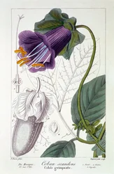 Cobaea scandens, 1836 (gravura colorida à mão)