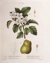 Maçã-caranguejo (Malus coronaria), Henry Louis Duhamel du Monceau, placa botânica de Pancrace Bessa