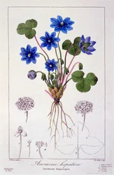 Hepatica nobilis, 1836 (gravura colorida à mão)