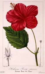 Hibiscus rosa-sinensis, 1836 (gravura colorida à mão)