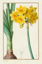 Polyanthus ou Cluster Narcissus Botanical: Narcissus tazetta, 1836.