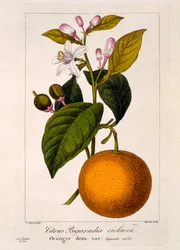 Laranja Doce: Citrus sinensis var. Bigaradia violacea, 1836 (gravura colorida à mão)