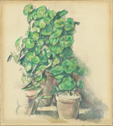 Gerânios