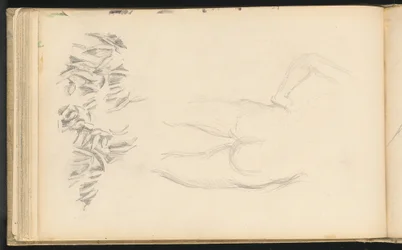 Um nu e folhagem
