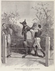 O canguru de boxe no Royal Aquarium, Londres (litho)