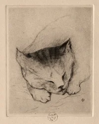 Seis gravuras: cabeça de um gatinho