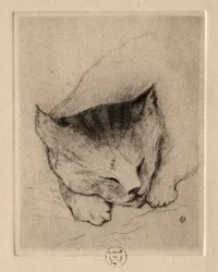 Seis gravuras: Cabeça de um gatinho, 1895.