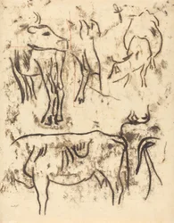 Estudos Animais