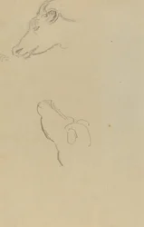 Cabeça de vaca [reto]