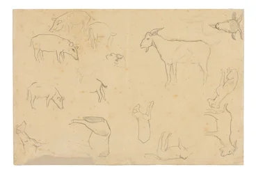 Esboços de vários animais e cabeça (anverso), esboços de uma cabeça, figura de perfil, pormenores anatómicos e animais (verso)