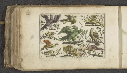 Ave de rapina e dez outras aves Aves (título da série)