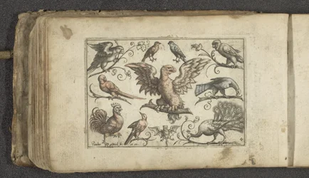 Ave de rapina, nove outras aves e um morcego
Pássaros (título da série)
