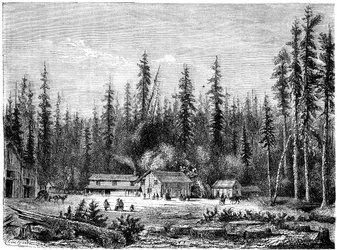 Floresta de sequóias gigante, Califórnia, século XIX.