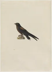 Andorinhão-de-cauda-espinhosa (Hirundapus caudaculus)