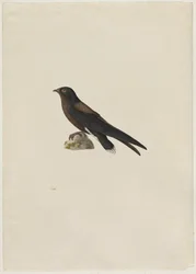 Andorinhão-de-cauda-espinhosa, Hirundapus caudacutus, século XIX.