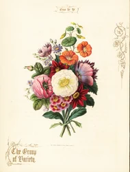 Bouquet de rosa branca, dahlia, nasturtium, auricula.