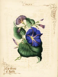 Flores e folhagens da glória da manhã.