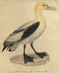 Albatroz de cauda curta