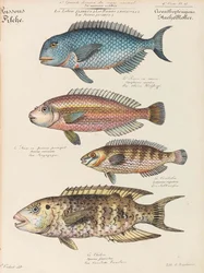 Curso de História Natural, 1825-1826.