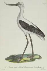 Avoceta-de-cabeça-branca, início do século XIX (gravura a cores)