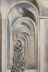 Convolvulus