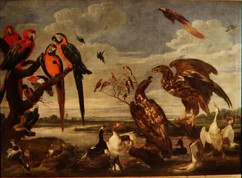 131-0059359 Variedade de Aves