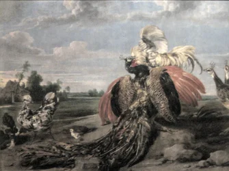 Luta de pavões e galos