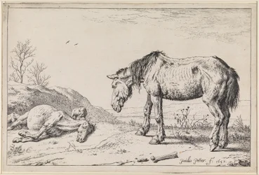 Cavalos exaustos