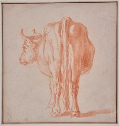 Vaca (estudo animal)