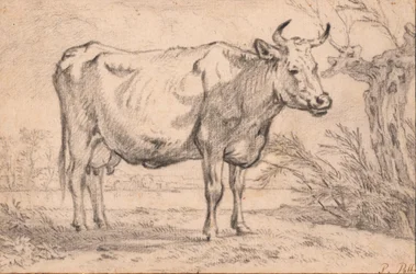 Uma vaca de pé