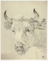cabeça de vaca