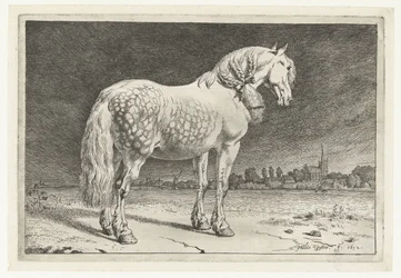 O cavalo Friesian Cavalos (título da série)
