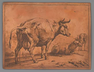 Vaca fazendo xixi e duas ovelhas
