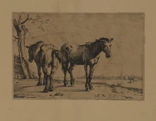 Dois cavalos
