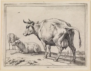 Vaca a urinar