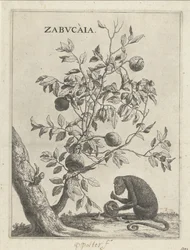 Zabucaiaboom een ​​aap Zabvcàia (título no objeto)