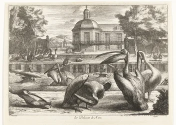 pelicanos des Pelicans de Mere (título no objeto) Birds from the Menagerie of Versailles (título da série)