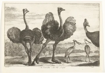 Avestruzes, casuar e colhereiro 1. os Autruches. 2. des Pals. c. casual Birds from the Menagerie of Versailles (título da série)