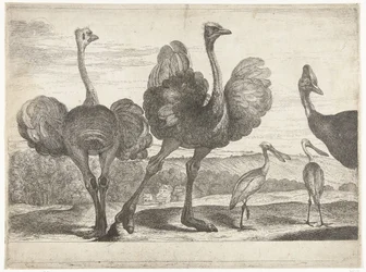 Avestruzes, batata-doce e colhereiro
Aves do menagerie de Versailles (título da série)
