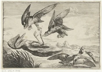 Dois falcões atacam uma garça Diversi uccelli (título da série)