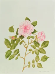 Rosa var: Gertrude Jekyll (aguarela)