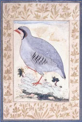 Perdiz-de-patas-vermelhas, c. meados do século XVII